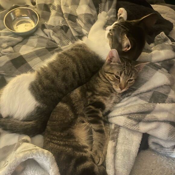 Purchases go towardsmyfoster kittens and cats as well as to catch up onmy house - Picture 9 of 10